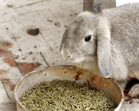One rabbit eating rabbit foodの写真素材