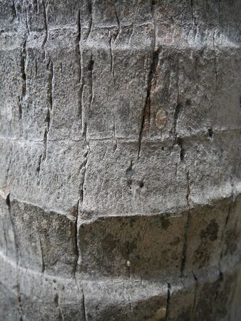 Coconut tree bark backgroundの写真素材
