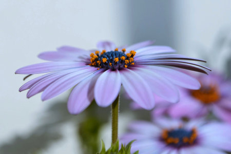 Close up of a purple daisy flower with orange stamens