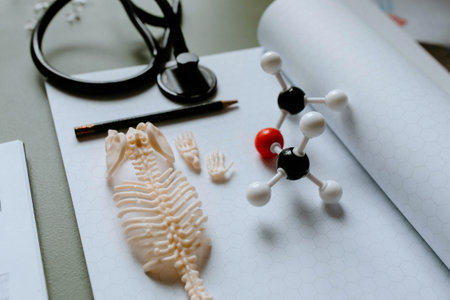 Skeleton model and stethoscope on table. Medicine concept.