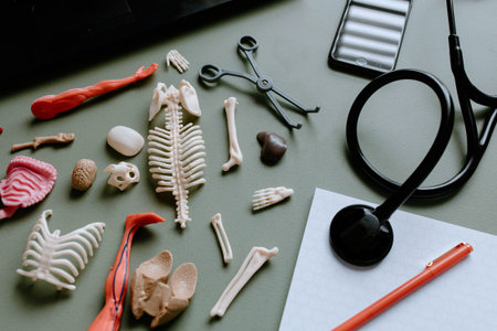 Medical stethoscope and human skeleton model on green table background.の写真素材