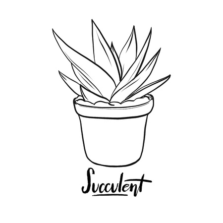 Succulent vector lineart illustration with hand drawn lettering Succulent for poster, banner, logo, icon, website, fashion print.のイラスト素材