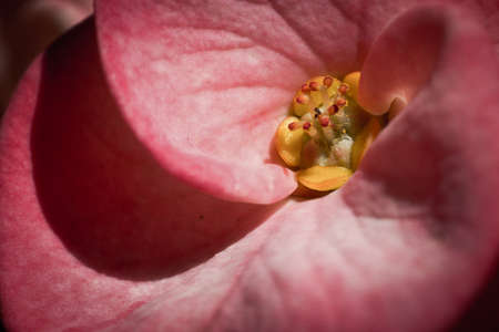 Close Up Flowerの写真素材