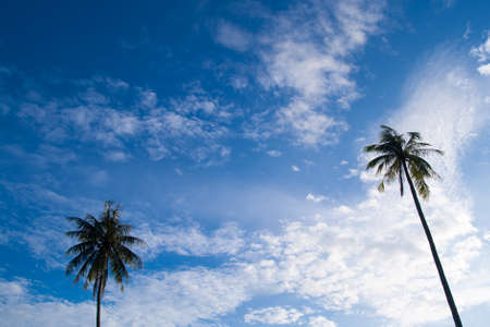 coconut treesの写真素材
