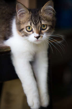Cat restingの写真素材