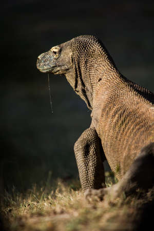 Komodo Dragonの写真素材