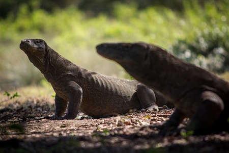 Komodo Dragon in silhouetteの写真素材