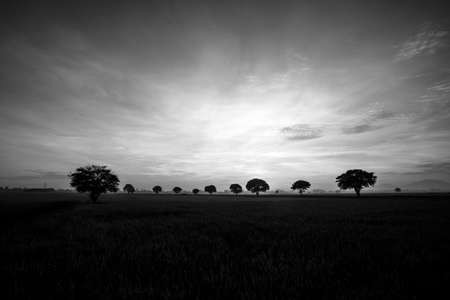 Tree in paddy fieldの写真素材