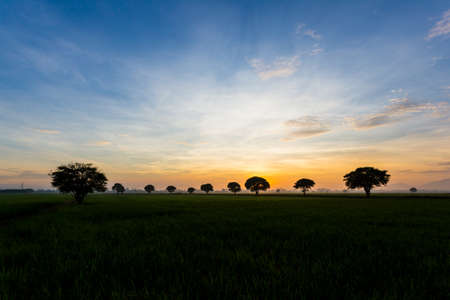 Tree in paddy fieldの写真素材