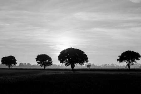 Tree in silhouetteの写真素材
