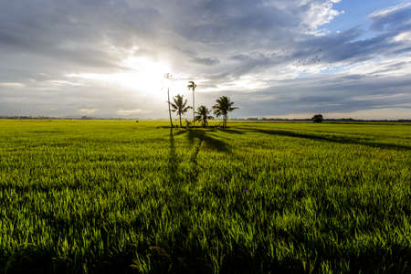 Paddy field in dramatic weather and cloudの写真素材
