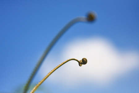 Unknow plant with blue sky backgroundの写真素材