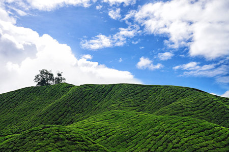 Tea plantation with blue sky