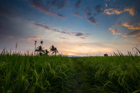 view of paddy filed during sunsetの写真素材