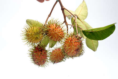 Tropical fruit called rambutanの写真素材