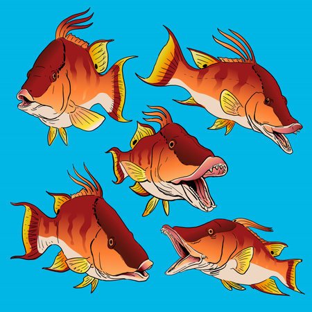 Set of Hogfish for gamefish bundle collectionのイラスト素材