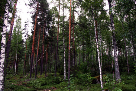 Woods in Hameenlinnaの写真素材