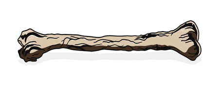 Bone - hand drawn vector illustration, isolated on whiteのイラスト素材