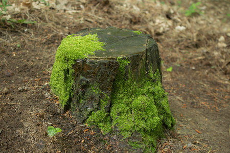 tree stumpの写真素材