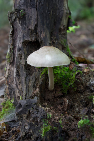 fungi