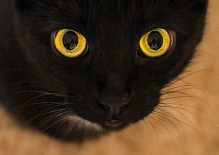 Black cat yellow green big eyes close-up.の写真素材