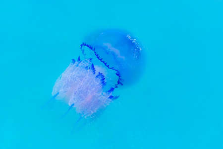 Sea jellyfish swims under clean blue clear water background, close-up.の写真素材