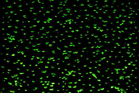 Green abstract water bubbles pattern in interior on a black background.
