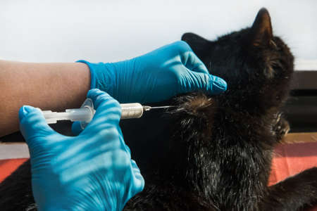 Veterinarian doctor in medical latex gloves giving an injection to an unhealthy black cat.の写真素材