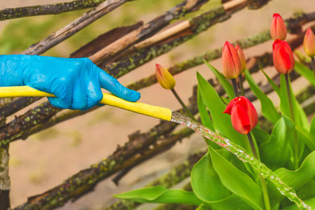 Hand of a woman in a household glove hoses tulips on a flower bed.の写真素材