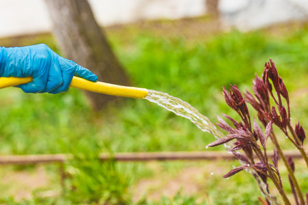 A man's hand in a household latex glove pours water from a hose on flowers in a flower bed, close-up.の写真素材