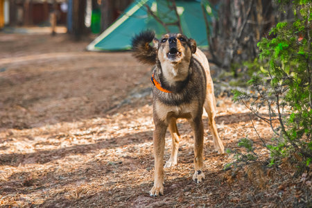 Angry aggressive dog mongrel growls and barks at a man.