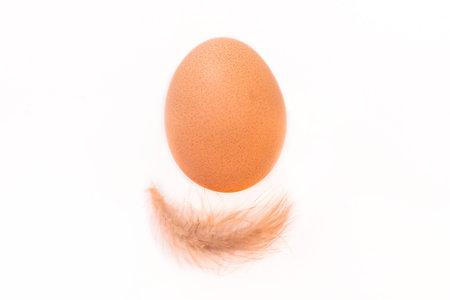 Brown chicken egg and small fluffy feather of chicken on white background, isolated.
