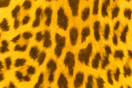 Wallpaper with abstract leopard pattern, seamless wild animals background.の写真素材