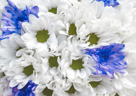 White and blue fresh flowers in wedding bouquet texture background, close up.の写真素材