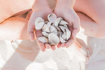 Hands of a close-up girl hold a bunch of seashells on the beach white sand background.の写真素材