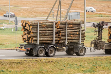 The machine transports wooden logs. Cargo transportation of wood and boards.の写真素材