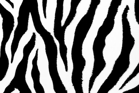 Zebra animal skin abstract fur pattern texture for design and print background.