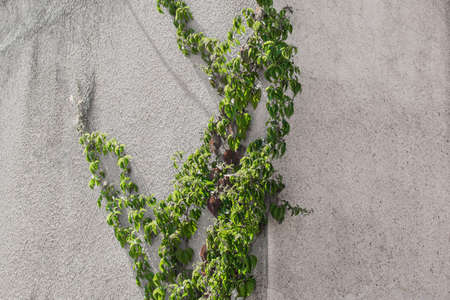 Natural vegetation ivy green vine on the wall of a concrete house.の写真素材