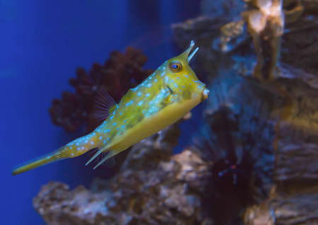 Yellow or green tropical luminous fish with spots swims in an aquarium.の写真素材