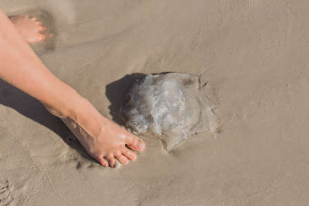 The girl's foot stands next to a jellyfish on the sand of the sea beach.の写真素材