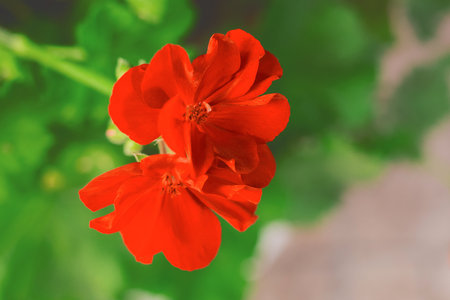 Red flower is a natural garden plant of summer with green leaves.の写真素材
