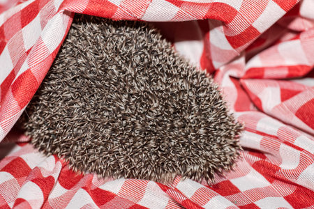 Closed spiny hedgehog animal of wildlife with needles in a red plaid tablecloth.の写真素材