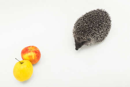 Hedgehog a prickly animal of wild nature mammal next to apples eats fruit on a white background.の写真素材