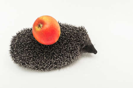 Hedgehog a spiny animal of wild nature mammal carries on its back with needles an apple on a white background.の写真素材