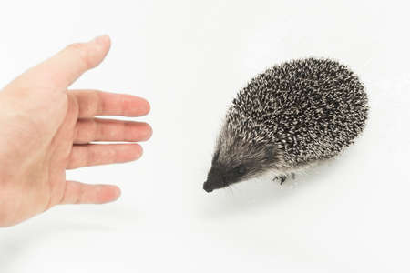 A man reaches out his hand to a hedgehog, a prickly animal of wild nature, a mammal on a white background.の写真素材