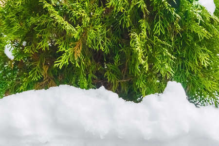 Green thuja and white snow in winter background, close-up.の写真素材