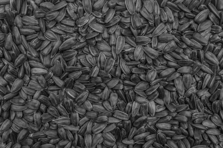 Black sunflower seeds background agriculture organic ingredient.の写真素材