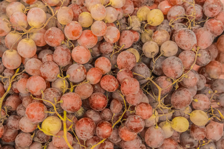 Red grapes agriculture and harvest natural ripe wine background.の写真素材