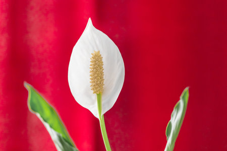 Flower white calla petal plant nature blossom floral.