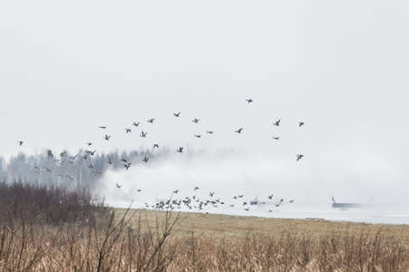 A group of anxious birds of wildlife animals fly over the field outdoor for the winter.の写真素材